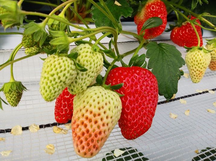 ���邢�r�j�[���n�E�X�̒��ŃC�`�S��ڎʁB�^���Ԃɏn�������̔��F�����ꂢ��