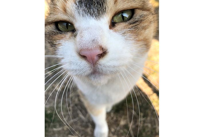 uȊĂA_Ȃ̂̓_Ȃ񂾂v