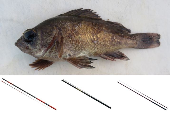 ~̒ԃ^[QbgAނő_t悪{iIȃV[Y