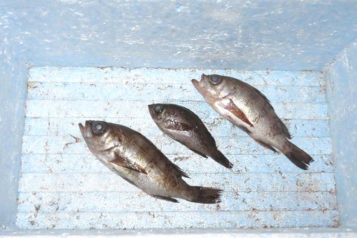 ܂2{B̊ɂ͏ĂA3CłЂƂ܂I