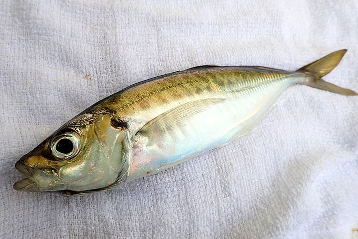 pŒނF̃AẂÂĖ{ɂ