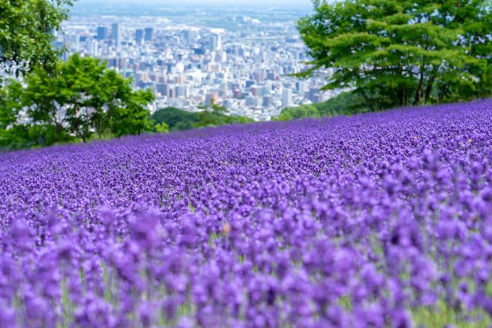 VjAgΖkCBȂǂւ̗̋gNɂȂ܂iʐ^͎DysEỹx_|j