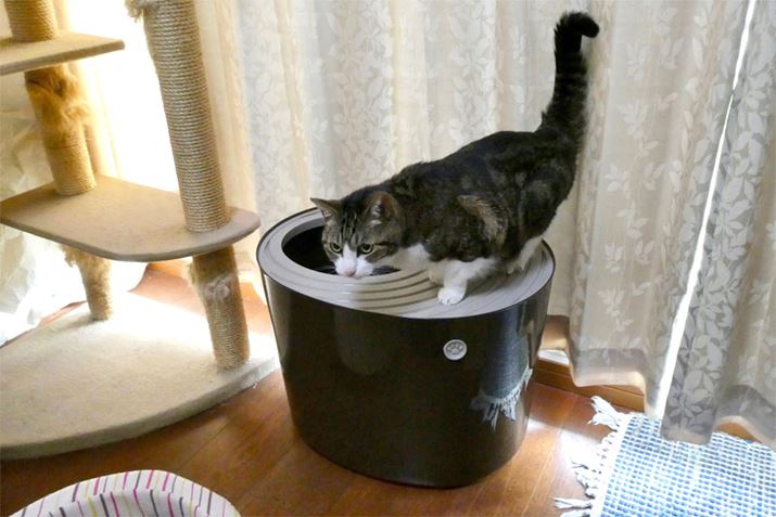 ܂͂gCƔFƂ납X^[gȂƂ܂