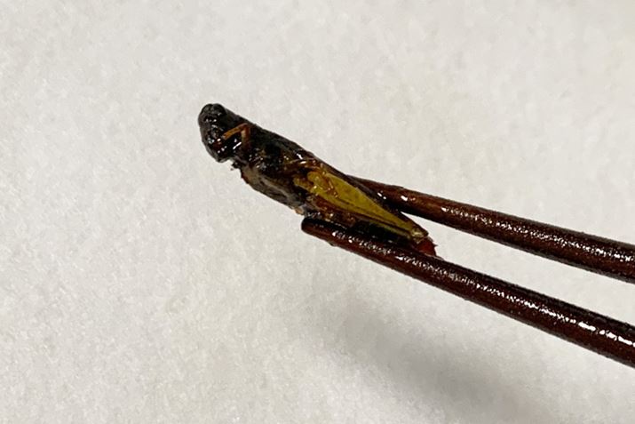 d߂̐HłAooƈCɐHׂ܂BR݂̂Ȃǂ͂قƂǊ܂