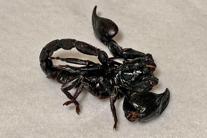 AWAtHXgXR[sIƂނ̃T\ŁA傫͖7`8cmƔ͖_ł