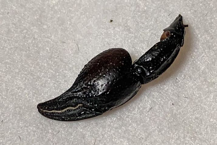 nT~͑̕dAsX^`I̊kł悤Ȋł