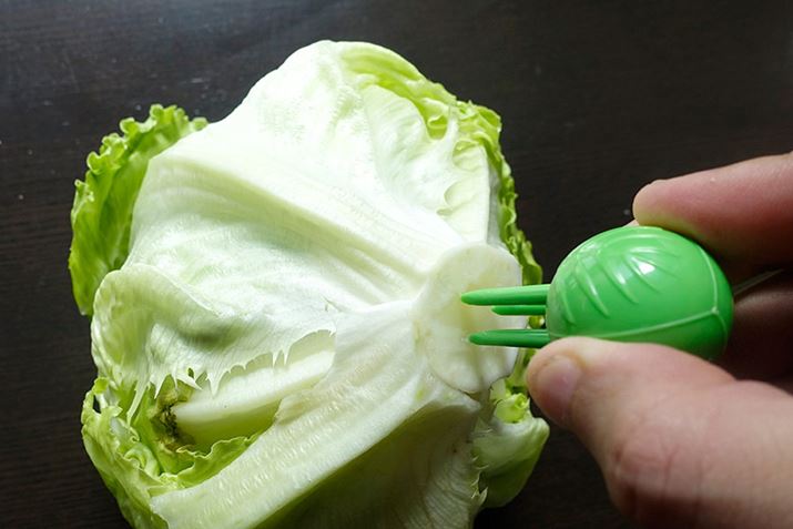 �g�����́A���̃g�Q��c�ɂԂ��h������