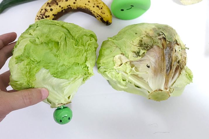 �u�x�W�V���L�����v���h�����ق����A�኱�V�i�V�i�����o�Ă��܂������c�c