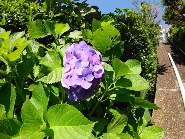 Ɠ\}Bӂ̗lq悭킩B\}ɕωt₷Ȃ̂ŎBeyȂ