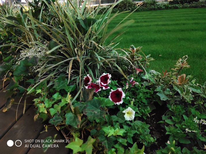 ̉ԒdBeB\ȌʂNɎBeł