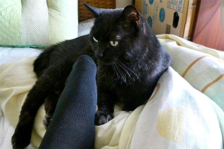 Ӗ͌C̃jICɕqȂ̂łAjICȂƂtɕsvcɎvĂ悤Ȋł