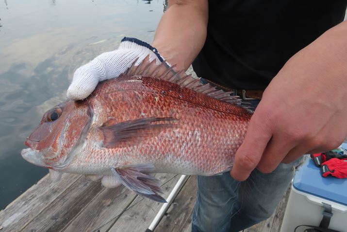 ̃TCỸ}_CBJn5łꂪނオ񂾂A܂Ȃ