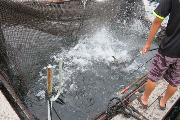 ނ̉ɂ݂͋̐ĂAIɕĂ