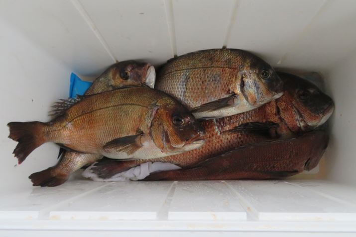 ̒މʂ͂̒ʂBނȂꍇAЂƂɂ}_C2CyYł炦̂ňS