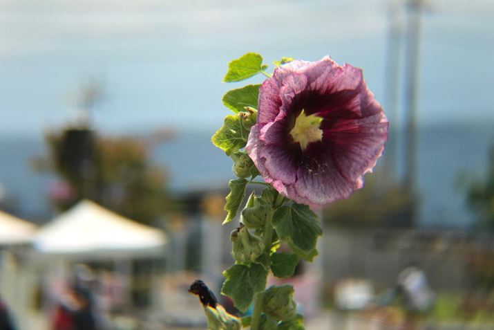 ɍ炢ĂԂBeBwi傫ڂAʑ̂ĎB邱Ƃł܂