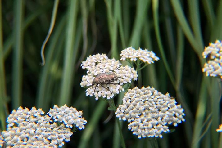 ԂɂĂVeniOB͗l̃fBe[͂ƎʂĂ܂