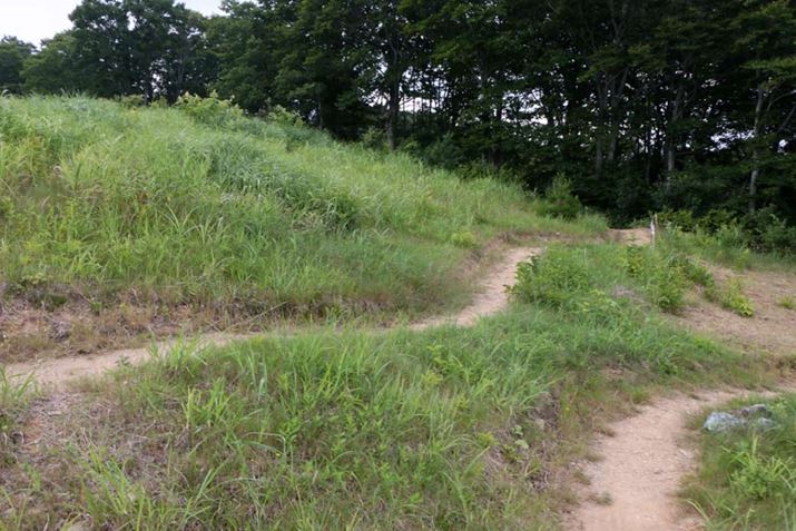 ۂɃR[XɏoĂ݂ƁAs͂LCȘHʂɊSB́A₷