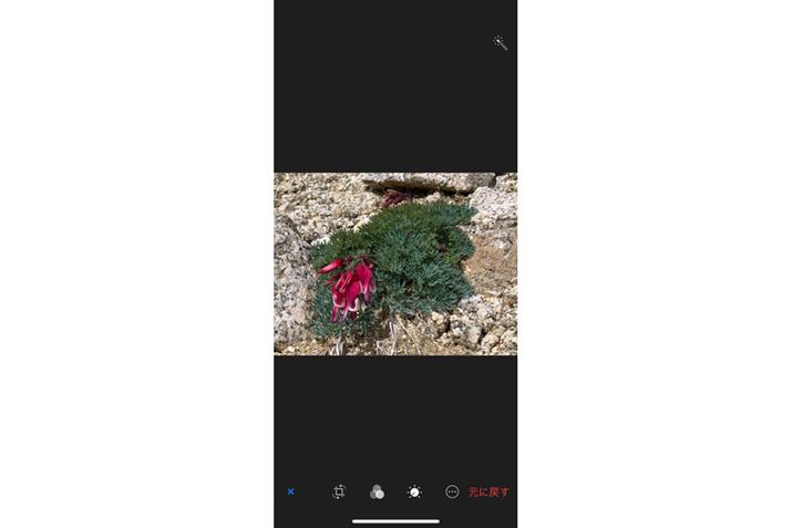 ʉÉuɖ߂vuIWiɖ߂v^bv΁AłIWi̎ʐ^ɖ߂