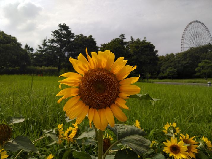 ܂̉OŃq}BeB̉𑜊͂ȂȂǍD