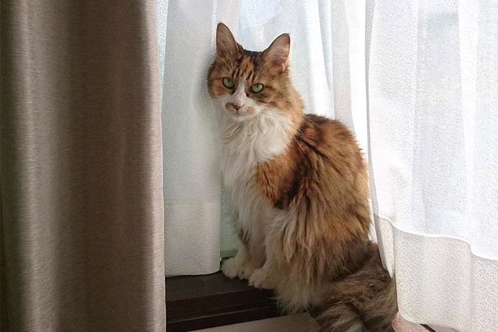 ǂŒ܂Ƃ͖̂{\ǁAqĵ͂Ԃ킴