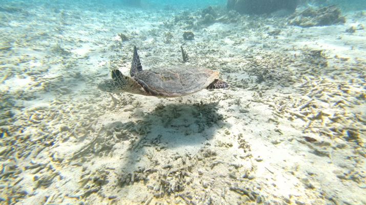 jE~KBeBVb^[`X𓦂ɎBeł