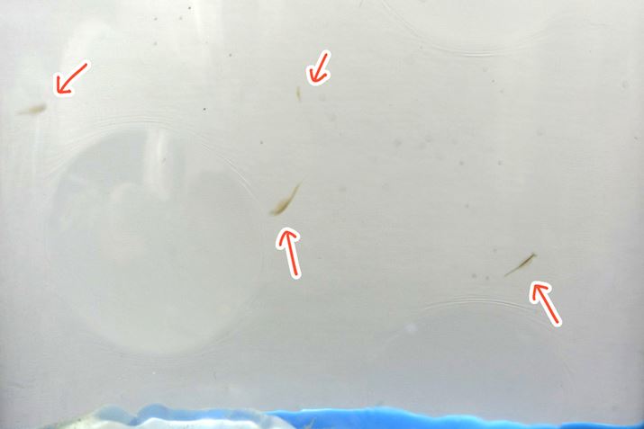 ssƐ̒jpJCCI ܂ł߂Ă܂