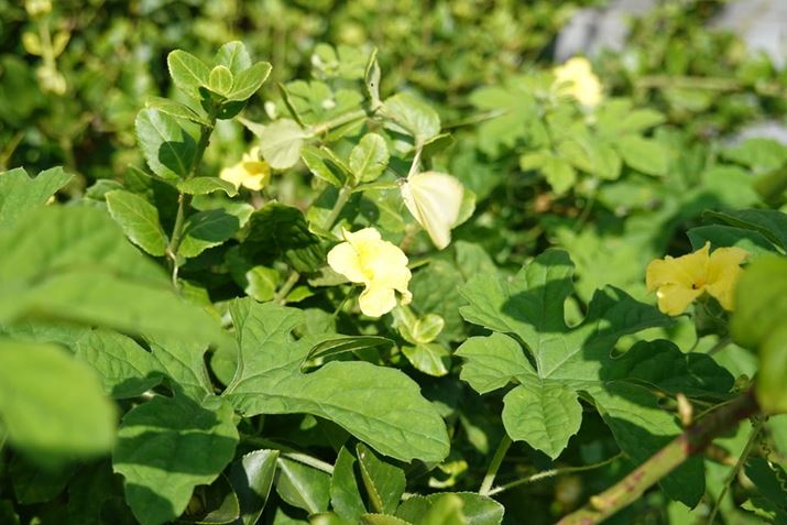 Mid�̘A�ʋ@�\���g���ĎB�e���������L�`���E����ԏu�ԁBRX100VII 60mm�i35mm���Z�j�AF4.0�A1/640�b�AISO100�A�I�o���[�h�F�V���b�^�[���x�D��AE�AJPEG