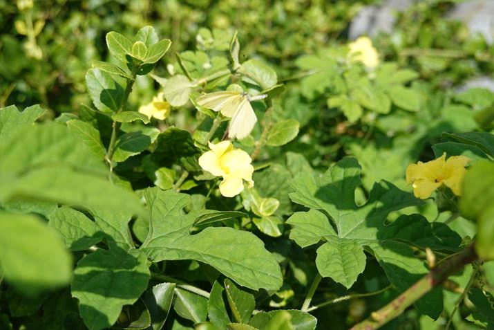 Mid�̘A�ʋ@�\���g���ĎB�e���������L�`���E����ԏu�ԁBRX100VII 60mm�i35mm���Z�j�AF4.0�A1/640�b�AISO100�A�I�o���[�h�F�V���b�^�[���x�D��AE�AJPEG