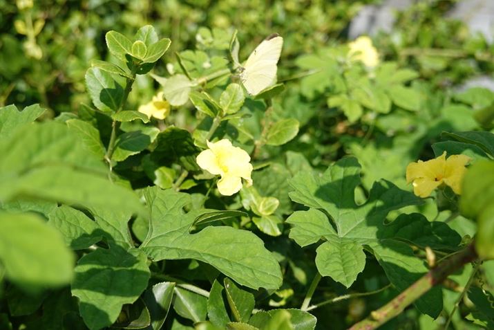 Mid�̘A�ʋ@�\���g���ĎB�e���������L�`���E����ԏu�ԁBRX100VII 60mm�i35mm���Z�j�AF4.0�A1/640�b�AISO100�A�I�o���[�h�F�V���b�^�[���x�D��AE�AJPEG