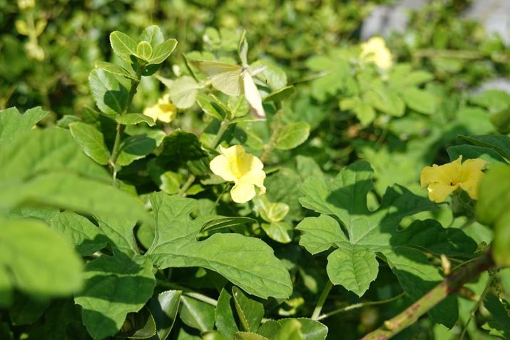 Mid�̘A�ʋ@�\���g���ĎB�e���������L�`���E����ԏu�ԁBRX100VII 60mm�i35mm���Z�j�AF4.0�A1/640�b�AISO100�A�I�o���[�h�F�V���b�^�[���x�D��AE�AJPEG