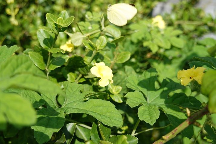 Mid�̘A�ʋ@�\���g���ĎB�e���������L�`���E����ԏu�ԁBRX100VII 60mm�i35mm���Z�j�AF4.0�A1/640�b�AISO100�A�I�o���[�h�F�V���b�^�[���x�D��AE�AJPEG