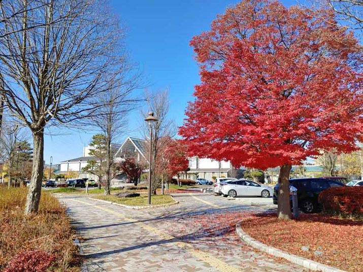 LG G8X ThinQ̕WJŎBe摜BBe[h́uʐ^vŁȂ̐ݒ͕Ŵ܂܁ilj