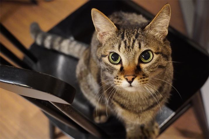 傫Ȏʐ^i6000×4500 pixel 2.1MBj͂