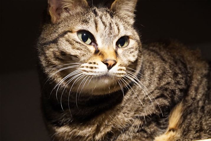 傫Ȏʐ^i6000×4500 pixel 2.1MBj͂