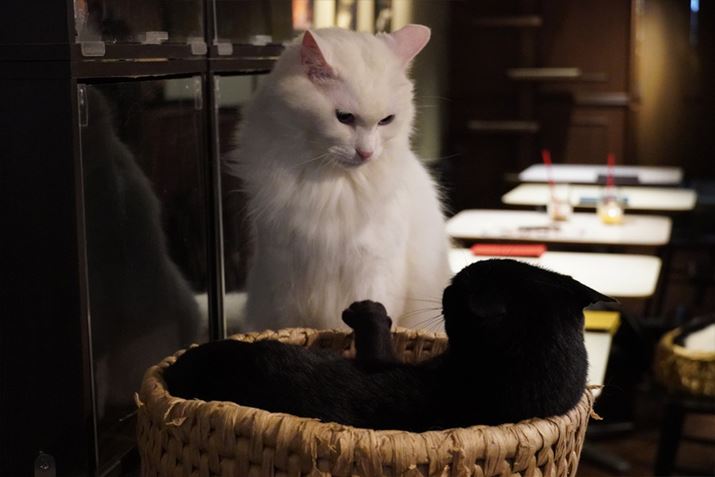 傫Ȏʐ^i6000×4500 pixel 2.1MBj͂