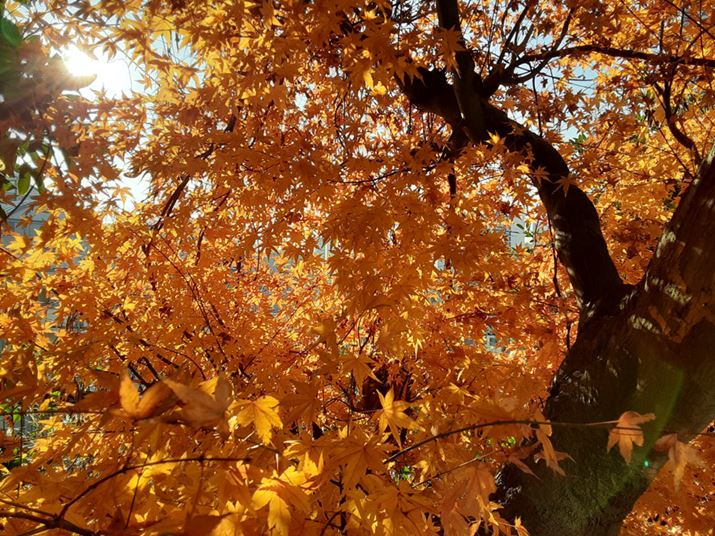 �g�t����J�G�f���t�s�ŎB�e�B���Í��̑傫�ȍ\�}�����A���R�Ȏd�オ��ŎB�e�ł���