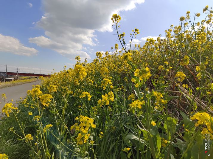 �����̍؂̉Ԕ����B�e�A�t�����������߁A�\�}�����ɃS�[�X�g�������Ă���