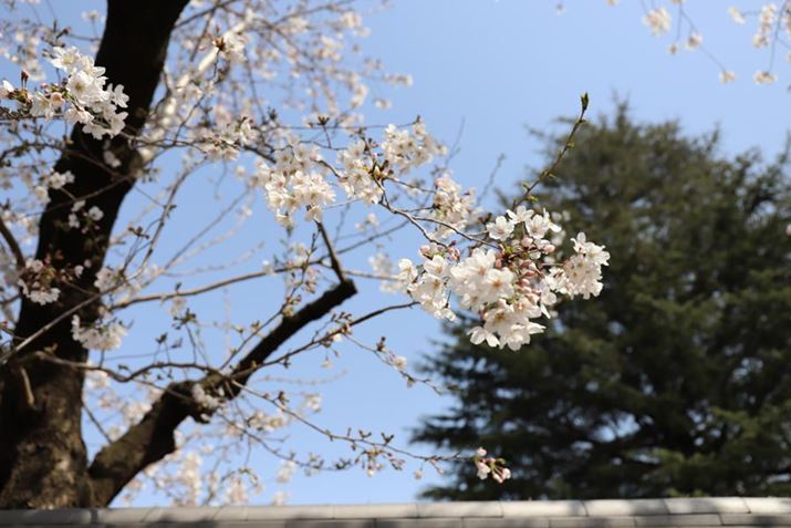 ƂA͍炭VC͂悢ŁAɉƂŃSSĂ闝RȂ