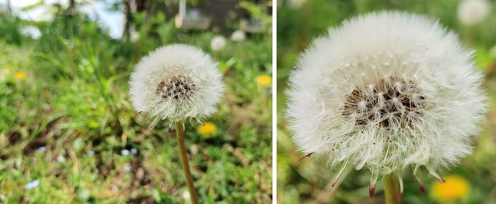 ����ۂۂ̖Ȗт��B�e�B�g�債���E�̉摜������ƁA1�{1�{�̖Ȗт��킩�邭�炢�N����