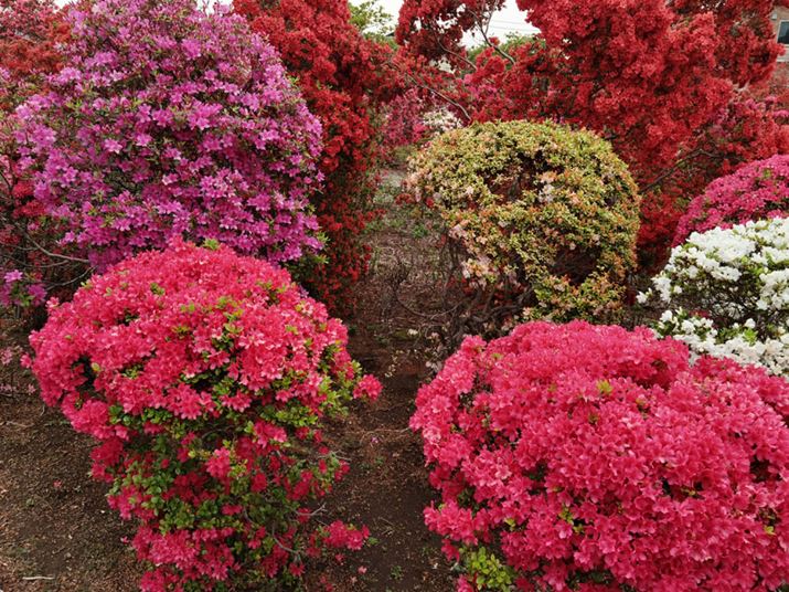 �J���t���ȉԂ��A�R���g���X�g�������F�N�₩�ɎB�e�ł����B�Ԃт�̐F�̃O���f�[�V���������ꂢ��