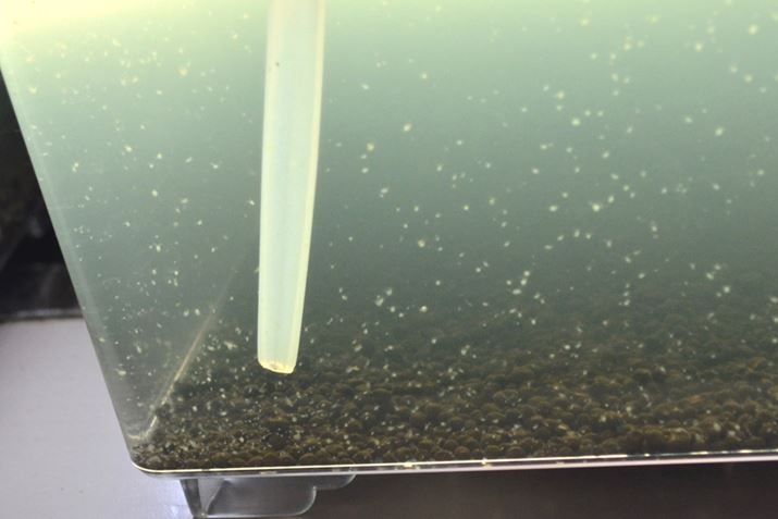 ^}~WR͌̓ɂPɏW悤ɂȂ̂ŁA_ċz܂B