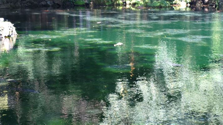 SʂɃVAɊFɂȂĂB\}̒t߂Ƀsg킹̂Aǂɏœ_Ă̂悭킩Ȃ