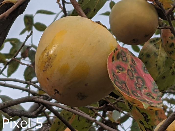 ォuPixel 5vŎBe{A2{A7{̍