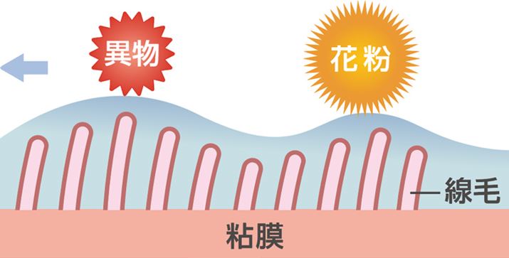 @z񂾃zRȂǂٕ̈ႂPɂđ̊OɔroAH݂ɗď悤ɂ̂uщ^vB킸1m̐т1bԂ15`17قǂ̑ŏ݂ɓÅٕOɔro悤Ɉړ܂