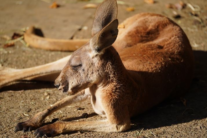 7CA70-300mm F/4.5-6.3 Di III RXDA220mmAF5.6A1/400bAISO100AzCgoXFI[gANGCeBuX^CFX^_[hADWIveB}CU[FI[gAcȎ␳FItA{F␳FI[gAӌ␳FI[gAJPEGBeʐ^i6000×4000A13.8MBj