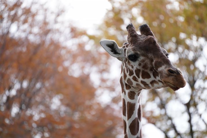 7CA70-300mm F/4.5-6.3 Di III RXDA300mmAF6.3A1/320bAISO1600AzCgoXFzANGCeBuX^CFX^_[hADWIveB}CU[FI[gAcȎ␳FItA{F␳FI[gAӌ␳FI[gAJPEGBeʐ^i6000×4000A12.1MBj