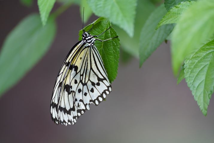 7CA70-300mm F/4.5-6.3 Di III RXDA300mmAF6.3A1/60bAISO1600AzCgoXFI[gANGCeBuX^CFX^_[hADWIveB}CU[FI[gAcȎ␳FItA{F␳FI[gAӌ␳FI[gAJPEGBeʐ^i6000×4000A11.6MBj