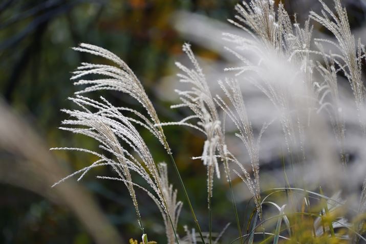 7CA70-300mm F/4.5-6.3 Di III RXDA300mmAF6.3A1/50bAISO100AzCgoXFI[gANGCeBuX^CFX^_[hADWIveB}CU[FI[gAcȎ␳FItA{F␳FI[gAӌ␳FI[gAJPEGBeʐ^i6000×4000A11.4MBj