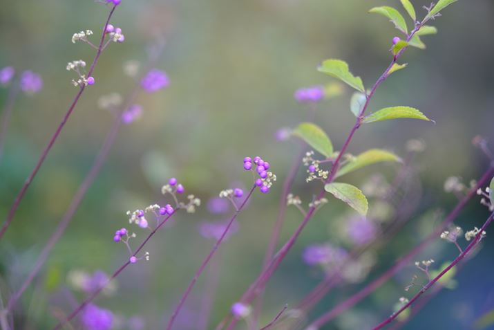 AFt[ƂĂsg̓s^ƍĂꂽBF؂₩Ŕ<br>X-S10AXF 50mmF1.0 R WRA50mmi35mmZ75mmjAISO160AF1A1/480bAiDAE<br>Beʐ^i6240×4160A10.7MBj