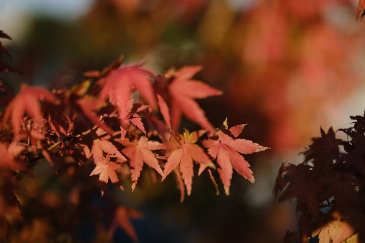 O{Pƌ{P𐶂ĎBeBiJȂ牽łGɂȂ肻<br>X-S10AXF 50mmF1.0 R WRA50mmi35mmZ75mmjAISO160AF1AIo␳-0.67EVA1/8500bAiDAE<br>Beʐ^i6240×4160A11.1MBj